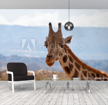 Picture of Portrait of giraffe watching on you